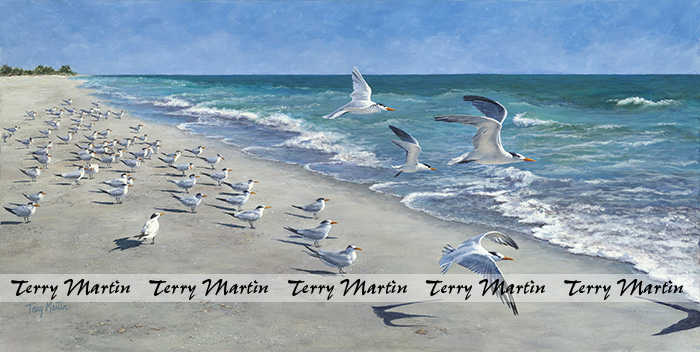 71 Royal Terns...